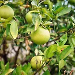 Βίλα Ecologica Quinta Tizones Σάντα Κρουζ Τενερίφης