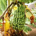 Βίλα Ecologica Quinta Tizones