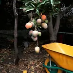 Ecologica Quinta Tizones * Σάντα Κρουζ Τενερίφης