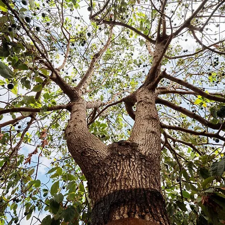 Ecologica Quinta Tizones, Casa Aguacate Santa Cruz de Tenerife