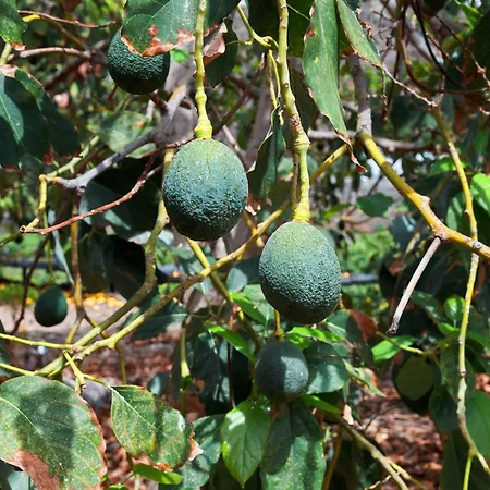 Ecologica Quinta Tizones, Casa Aguacate